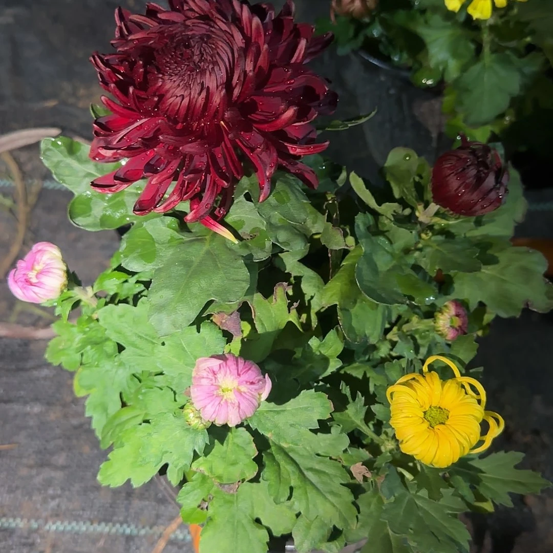 无花朵D22222222222