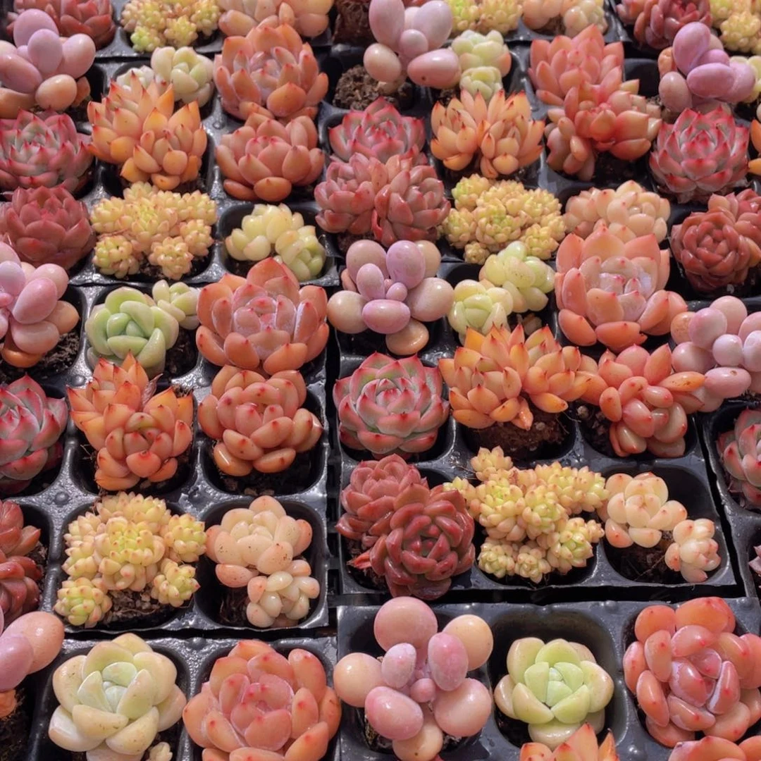 1024号 开播福利 精品美肉组合9个