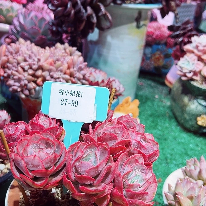 27.99秀妍一个脱土