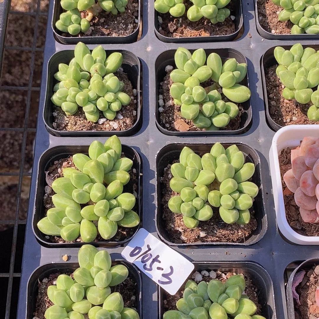 0705-3-千代田群福利一颗量拍