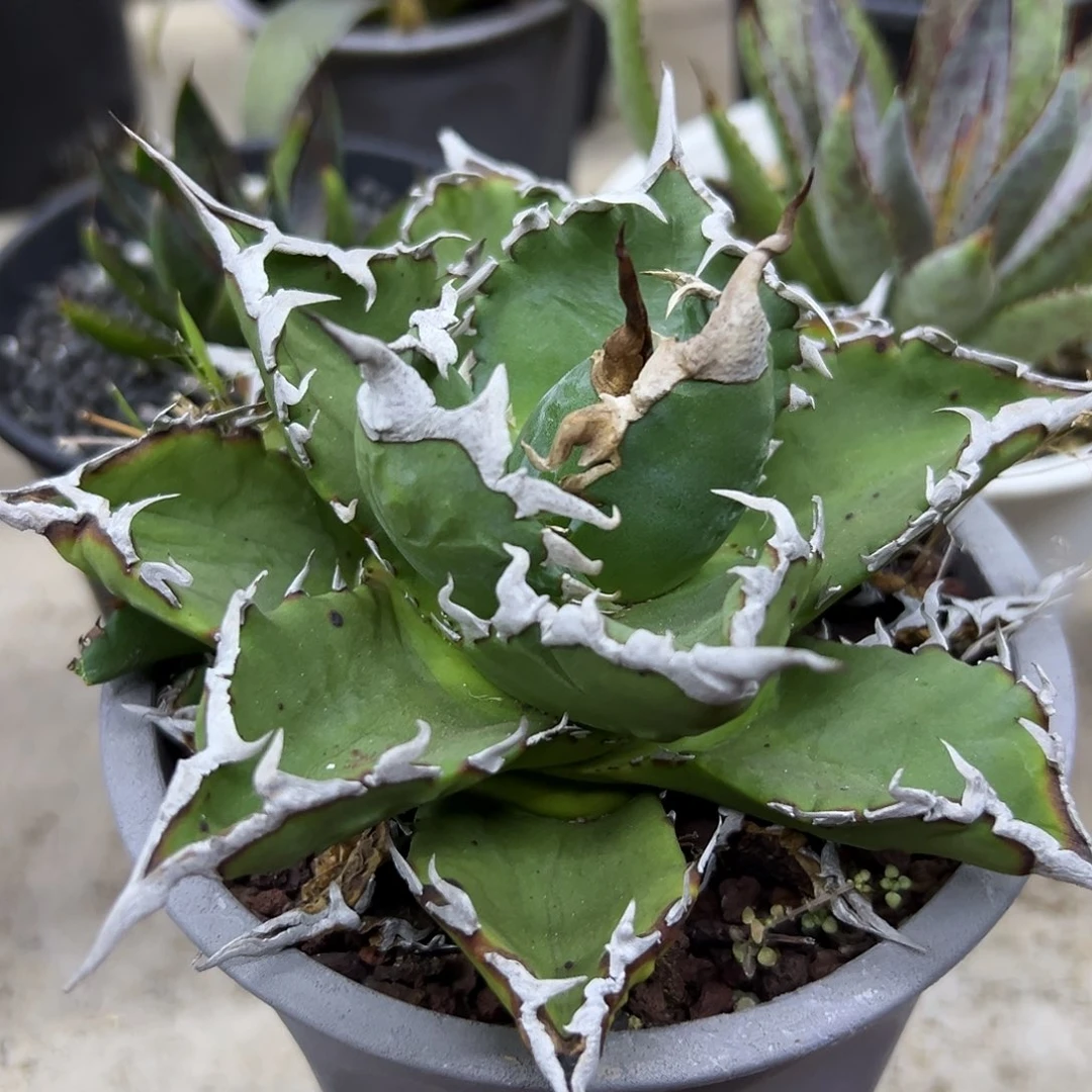 老白鲸一物一拍偏远不包邮不退不换