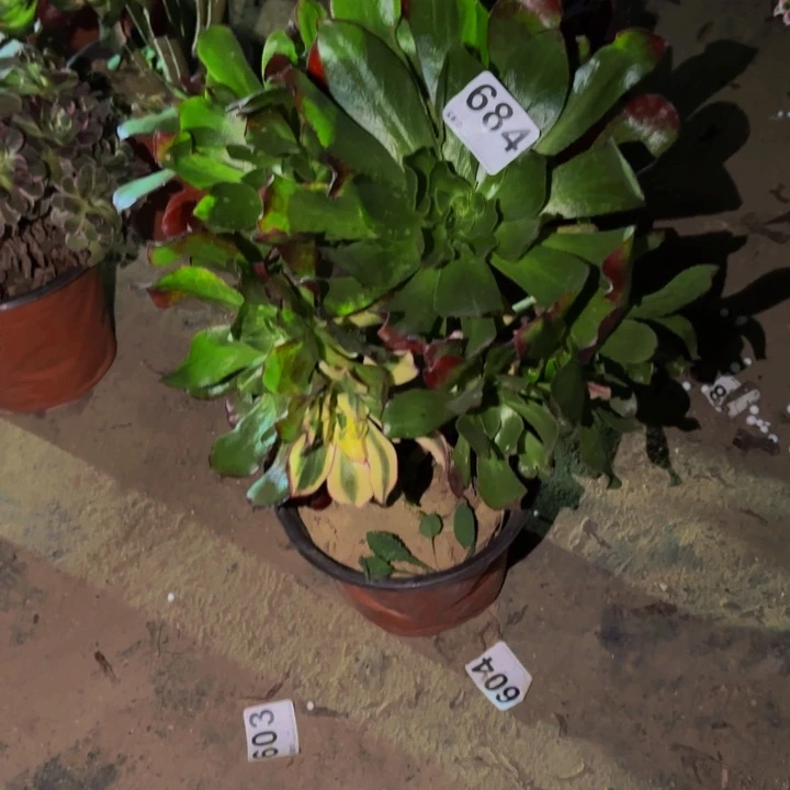 684魅影七彩多肉植物不售后