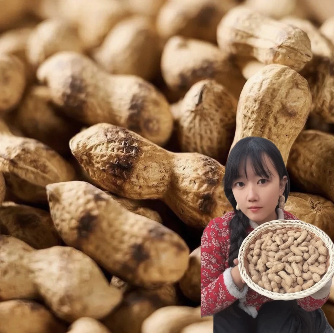 陈笑寒 2025年柴火炒花生 大颗粒花生