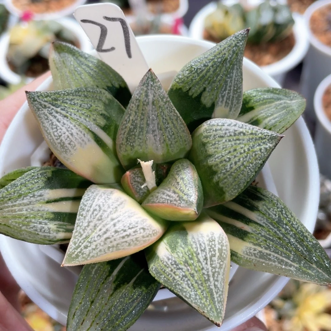 27大久保白锦锦。