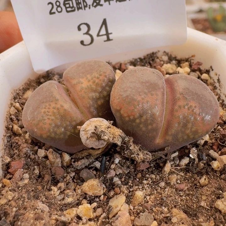 34。