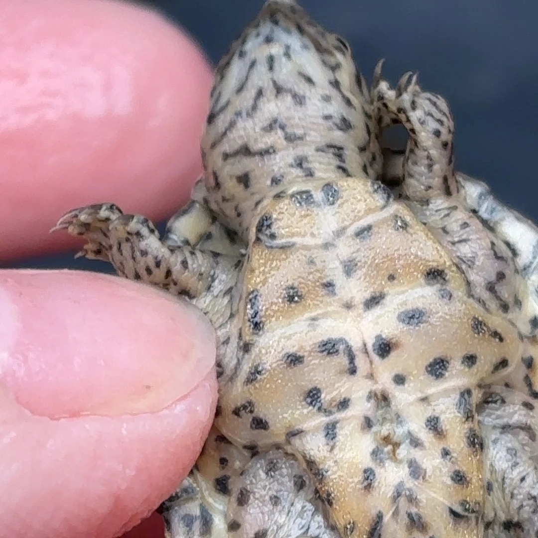 不分公母宠物龟全品双满文鼎级黑刀