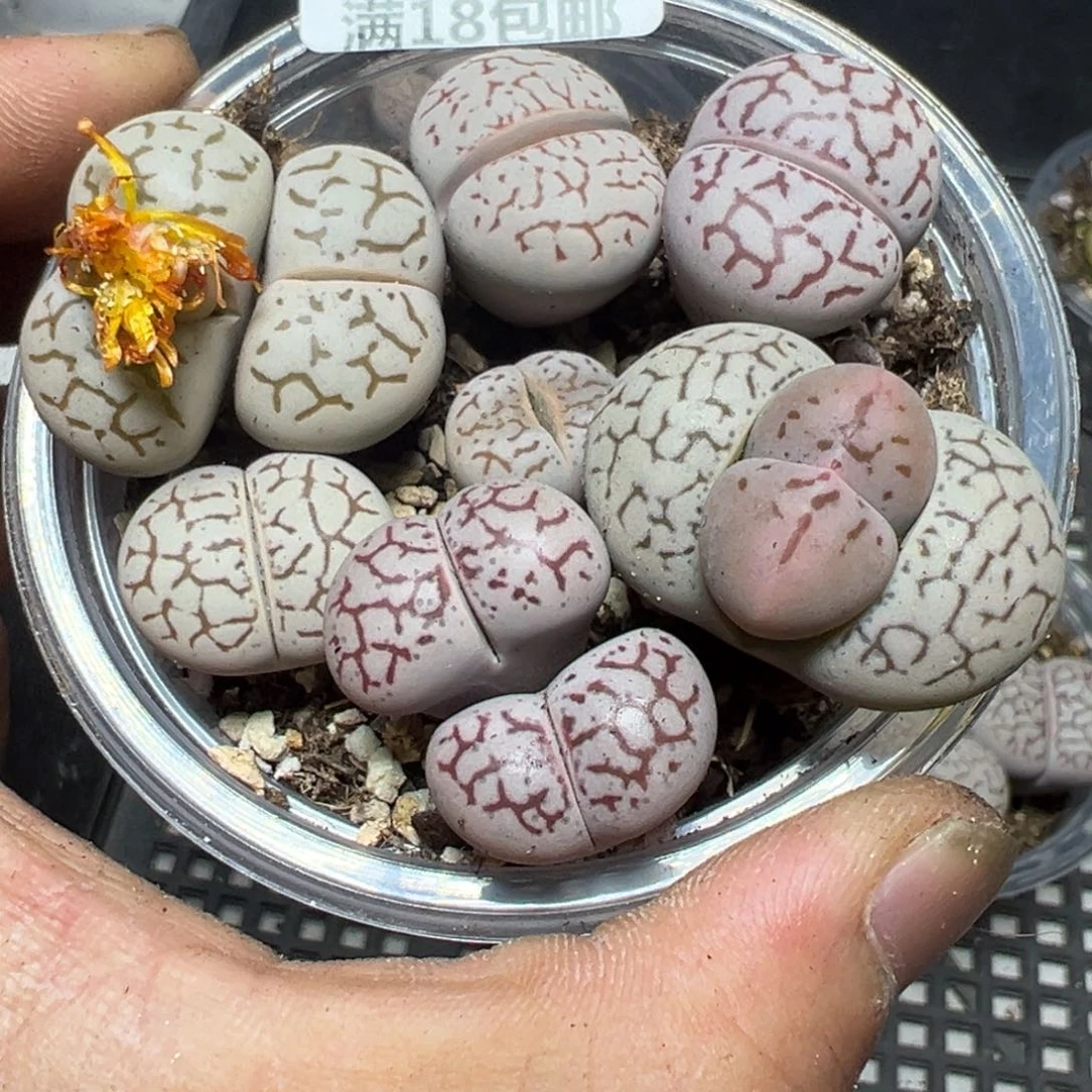 【闪购商品】 815。