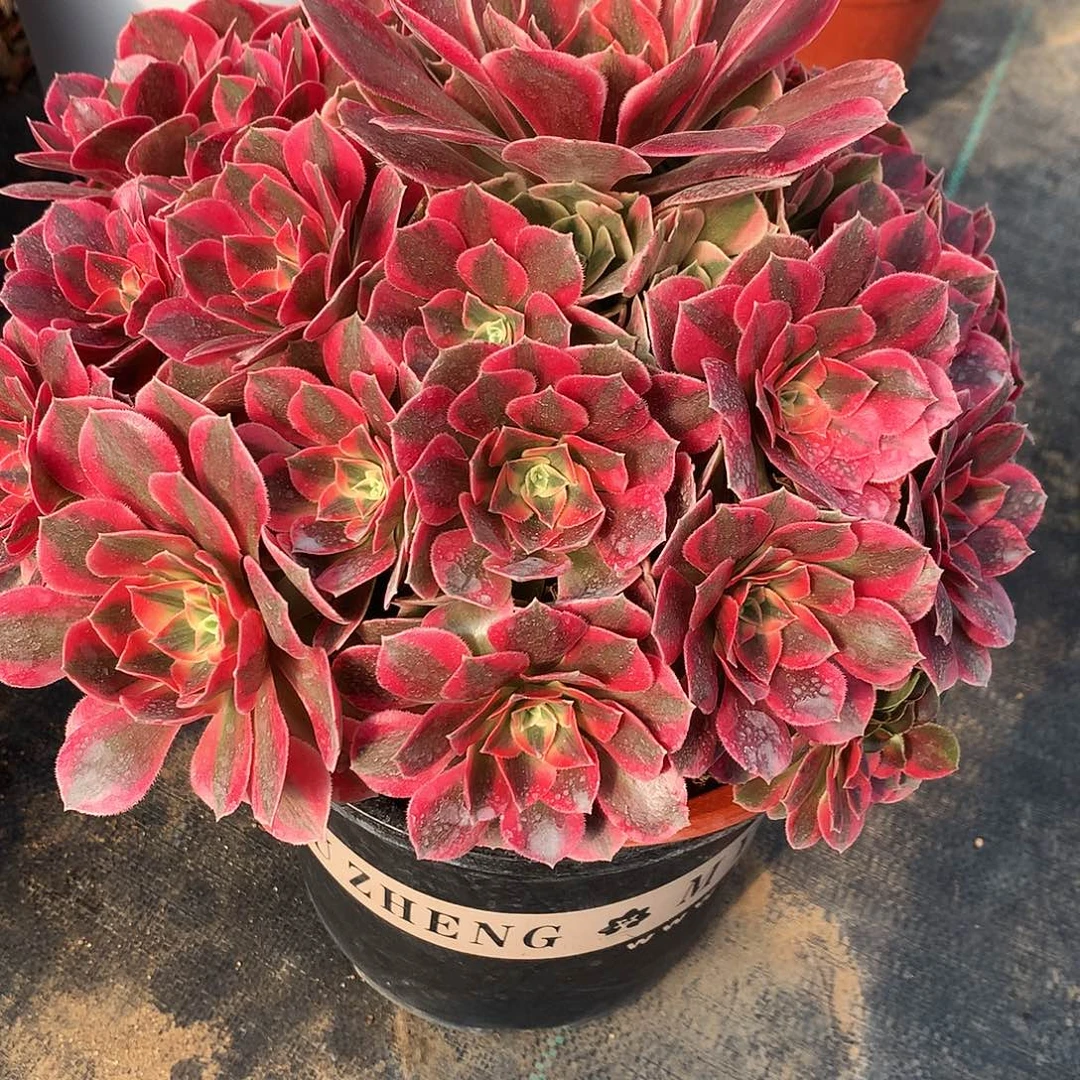 治***神完全开放法师图片植物多肉