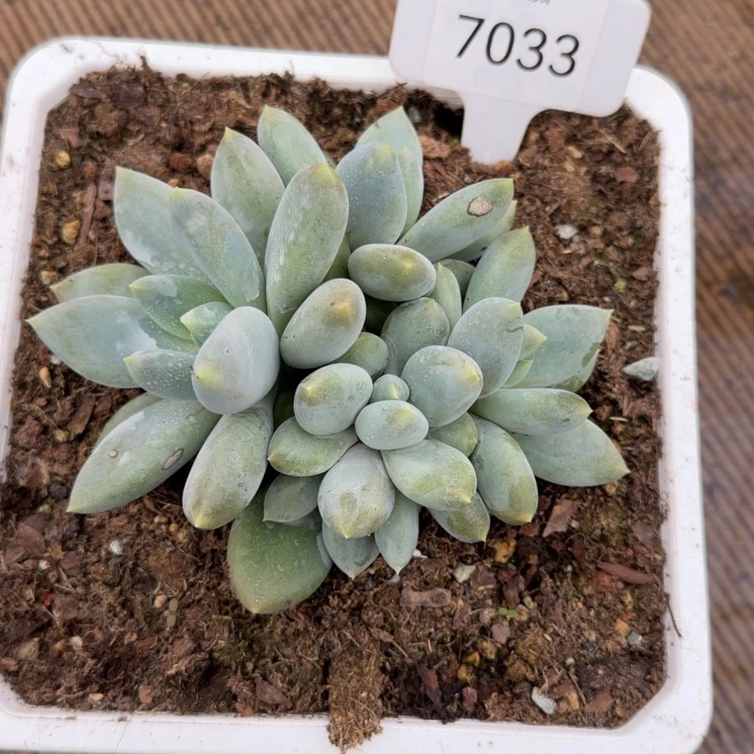 7033。      黄胖体哥特。