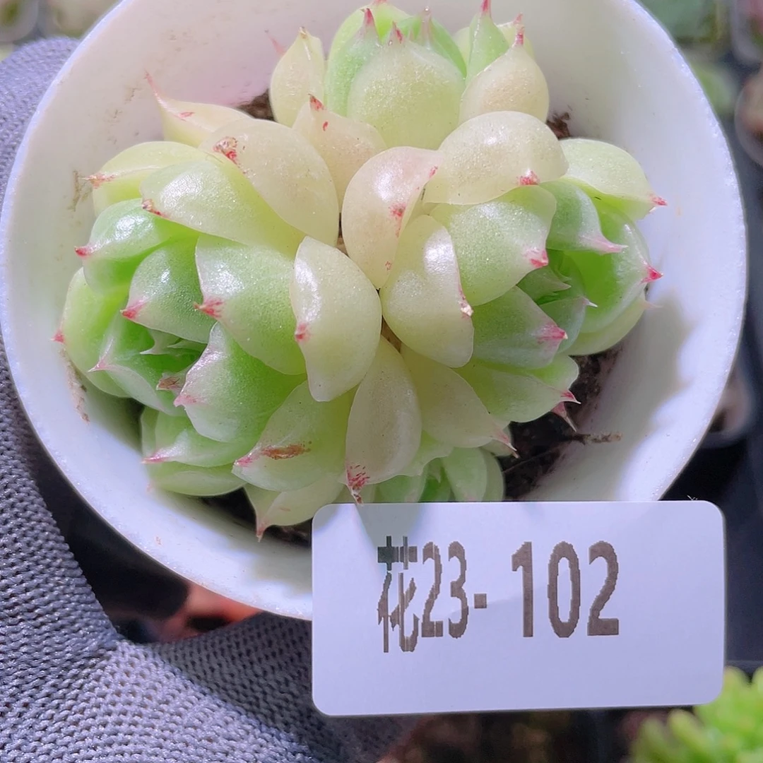 花利美23-102麦秆群
