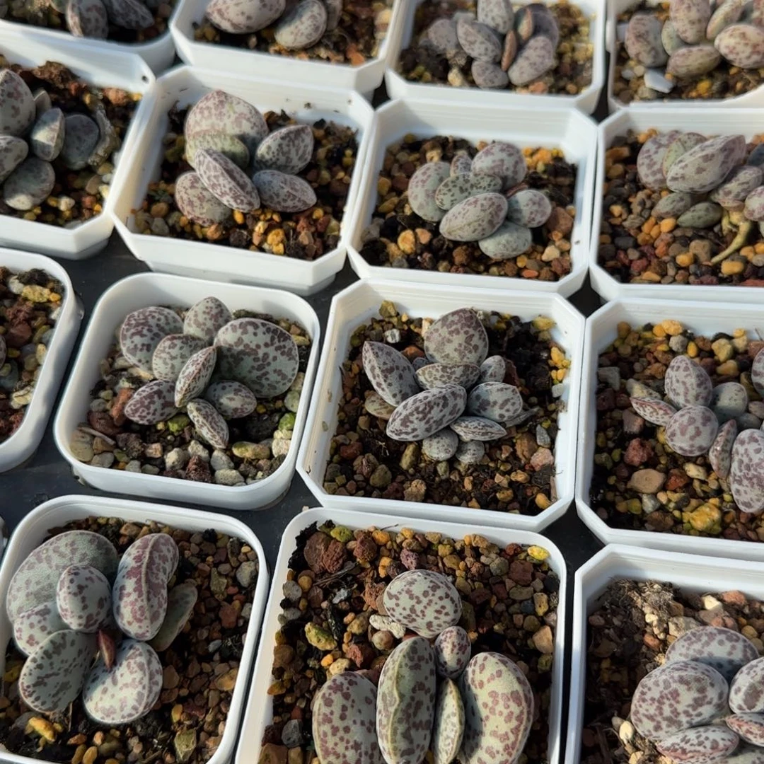 单颗巨型花旦量拍链接