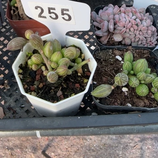 ٩****255西瓜吊兰一物一拍多肉