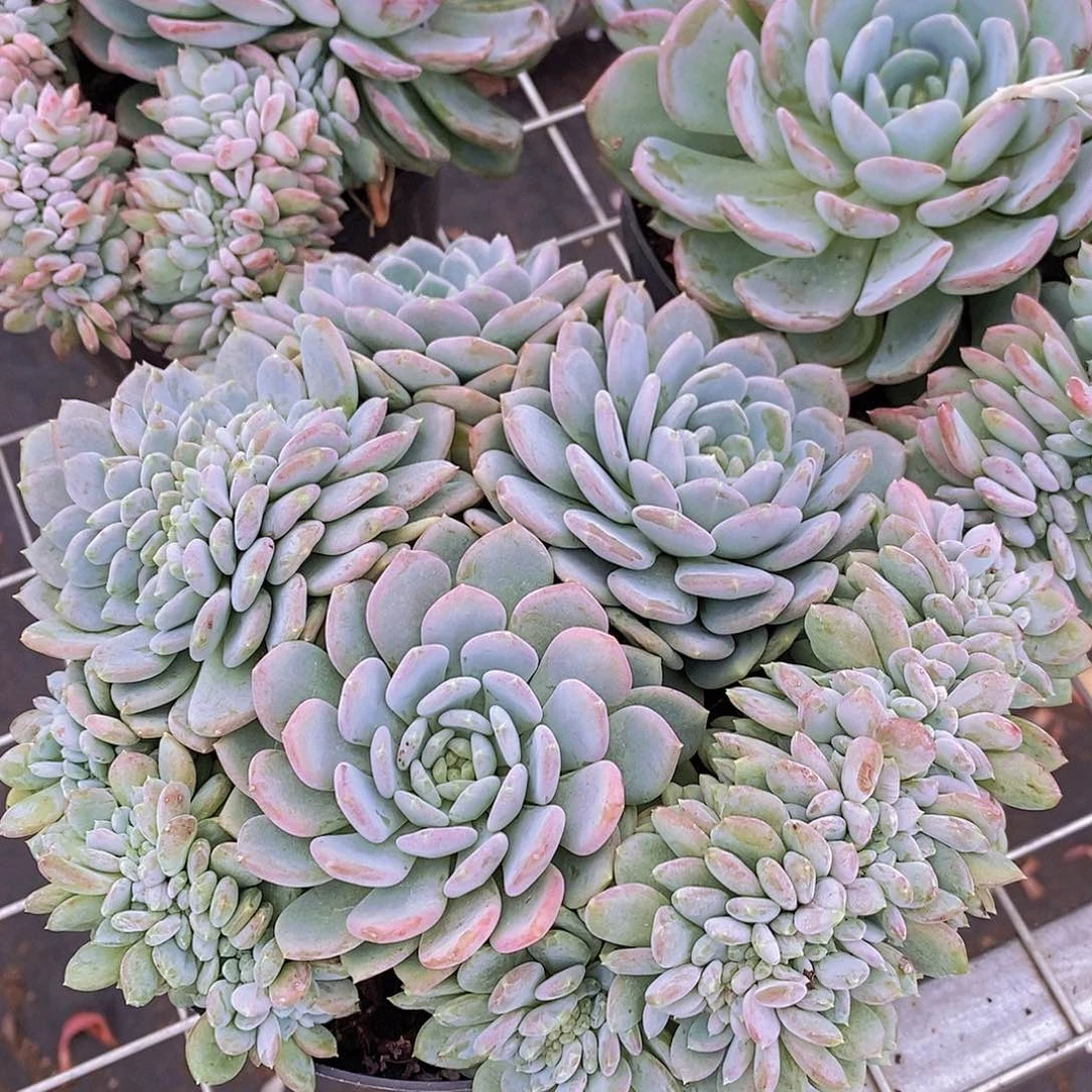 玛瑙缀 多头群生