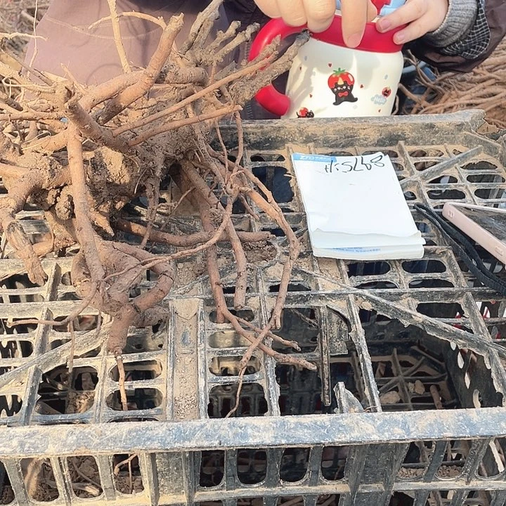 完全开放4棵牡丹15一颗