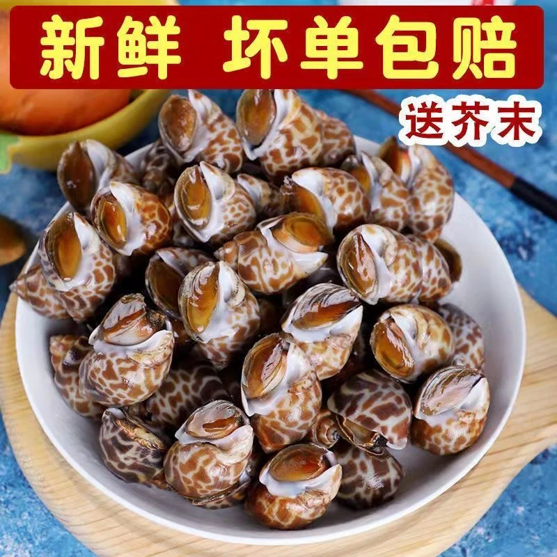 新鲜速冻无沙大花螺2斤4斤顺丰快递