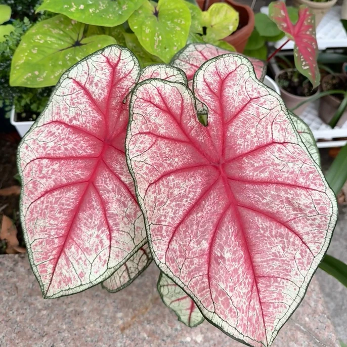 120#·辐射彩叶芋|绿植盆栽喜阴好养室内盆栽