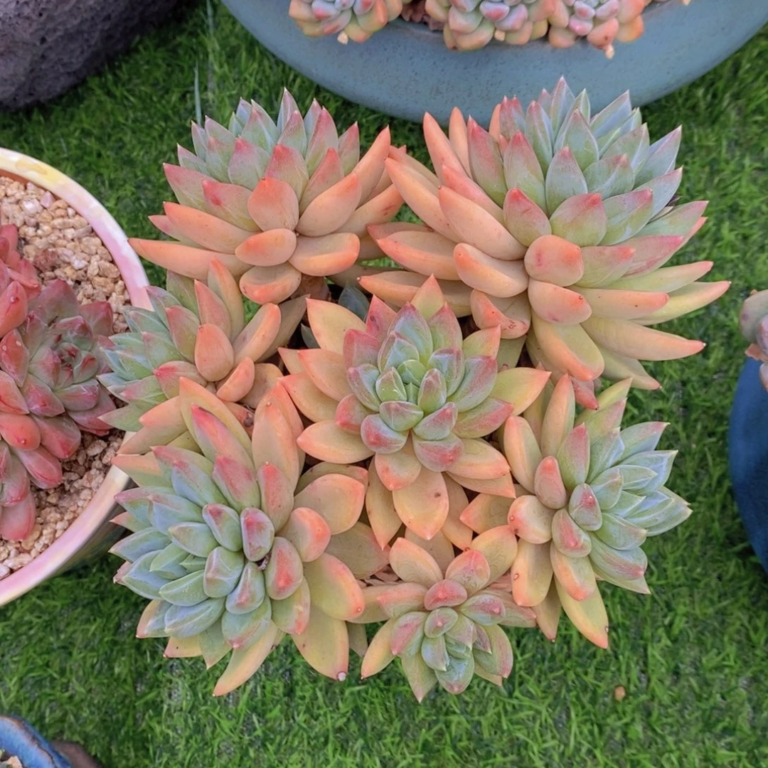 红蛋 一物一拍。