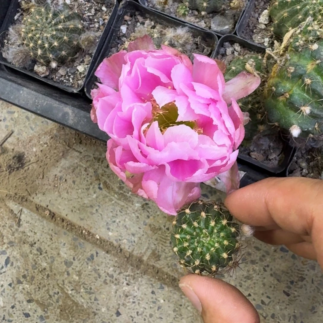 5丽花L33牡丹歪2到3公分左右无根侧牙，20包邮