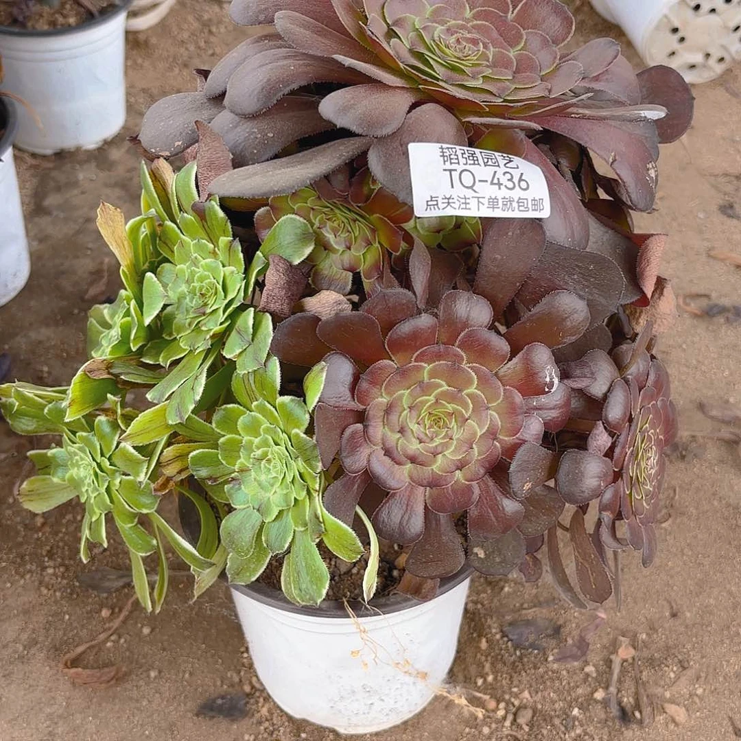 阴阳多肉植物上436