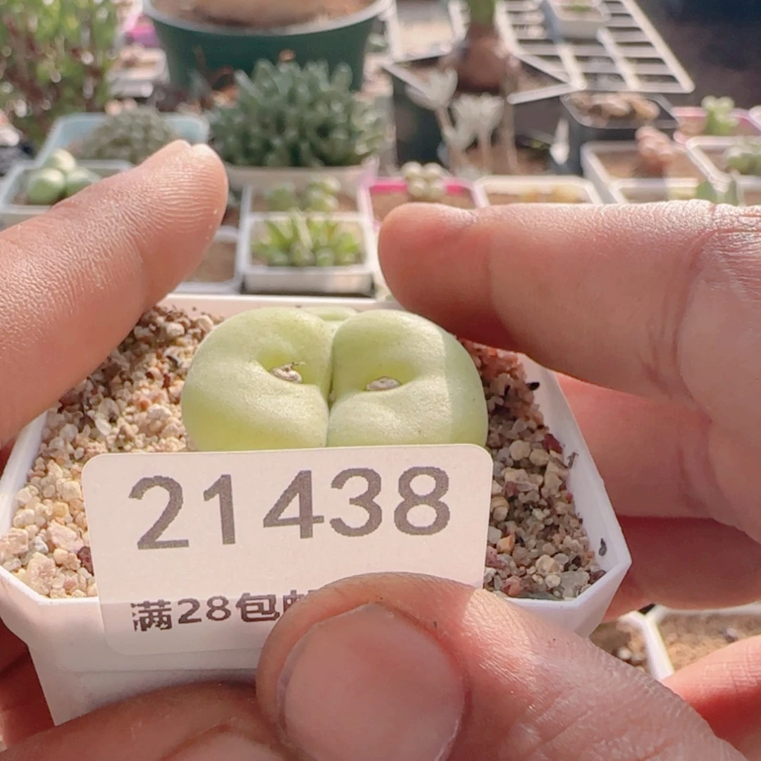 【闪购商品】可*！21438