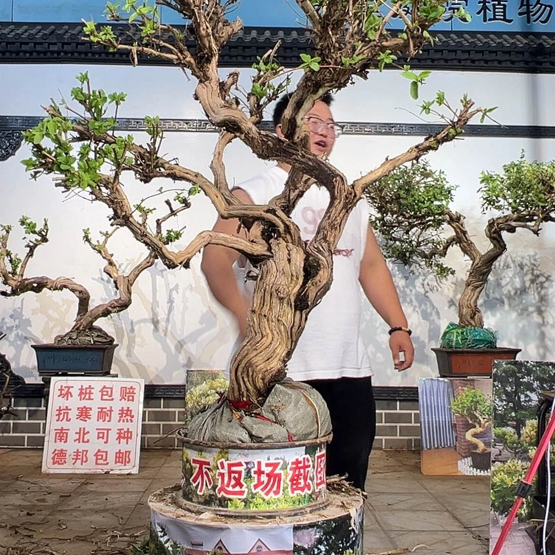 完全开放金银花8888