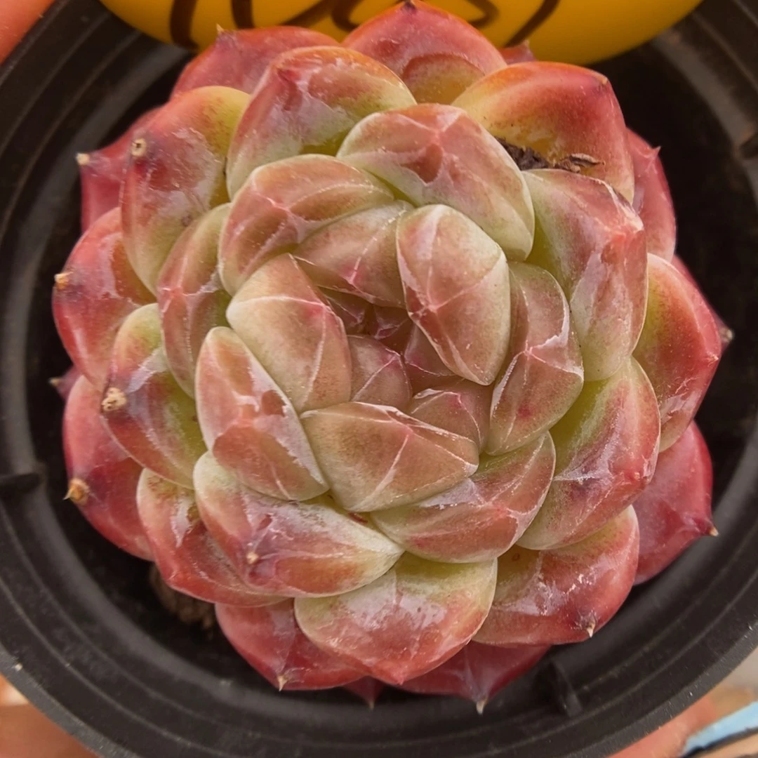 巧克力冰魄可拍1041号