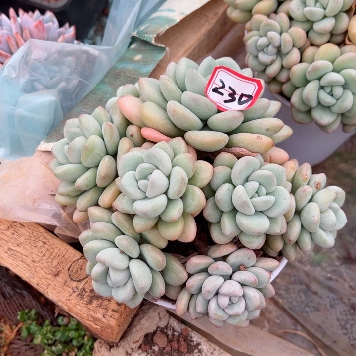 完全开放230泡泡平平安安健健康康