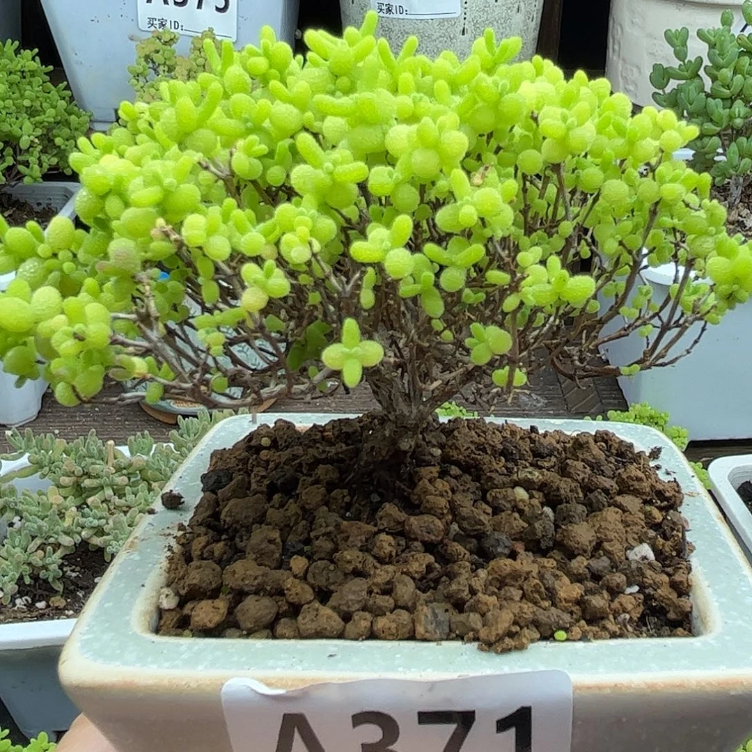 12蜜桔带盆优选枝干番杏