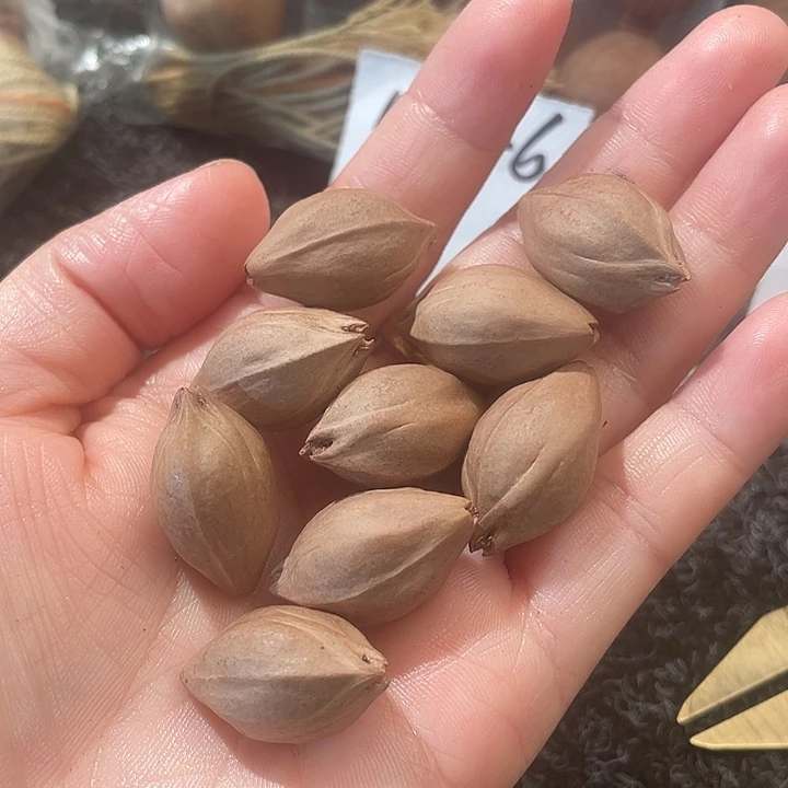 高***队橄榄核吊坠1.5✖️2.6