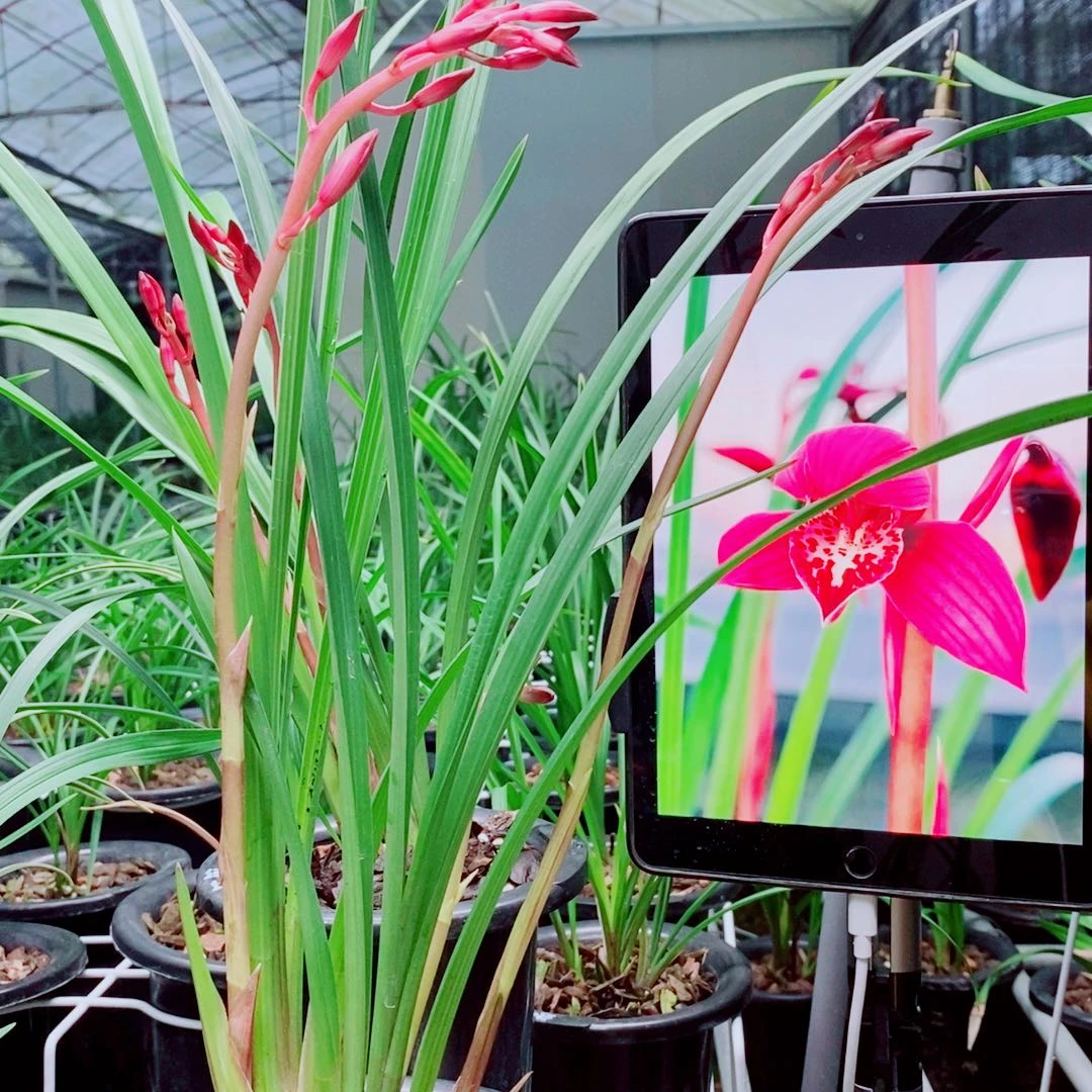 当前无花栽培后可以开花