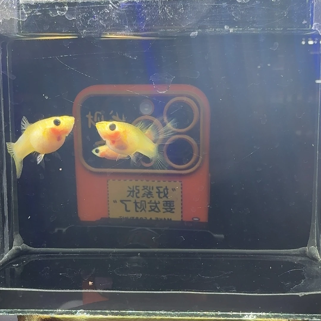 孔雀鱼幻彩粉猫普通体一组55