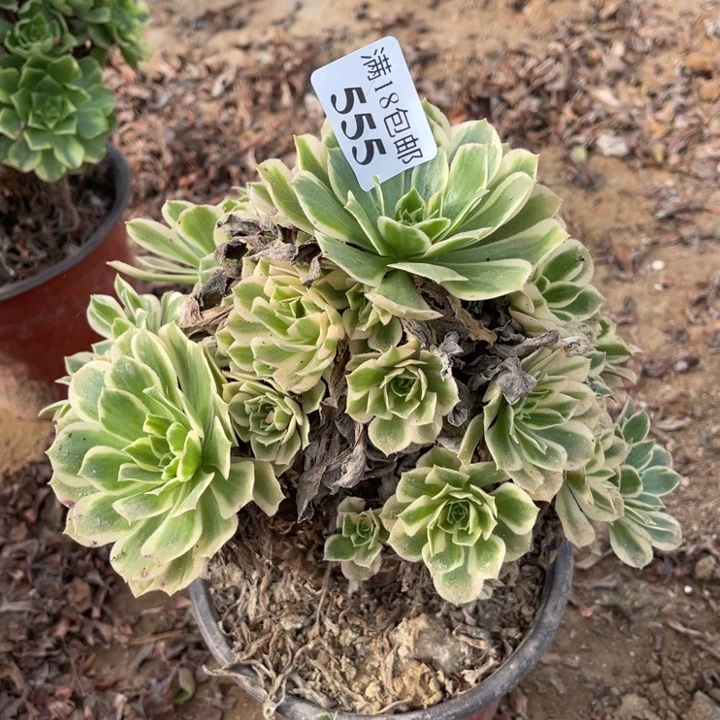 555艳凝手捧东西棚