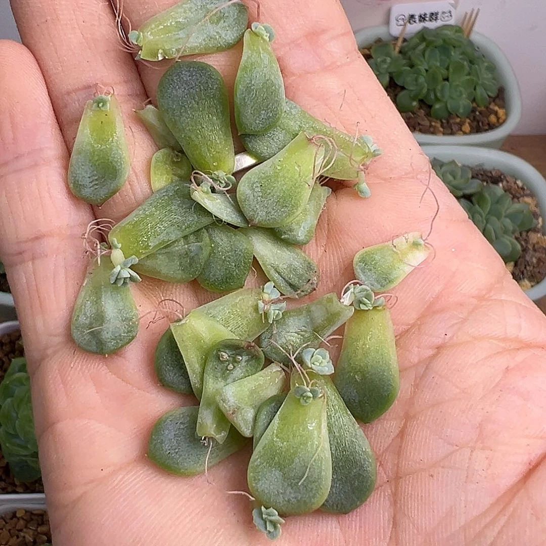 一手发芽的竹马叶片。