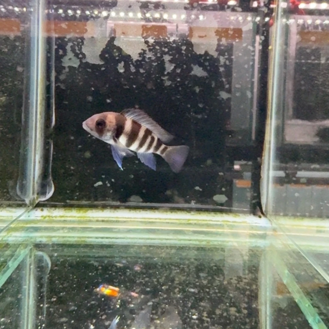 慈鲷358布隆迪。