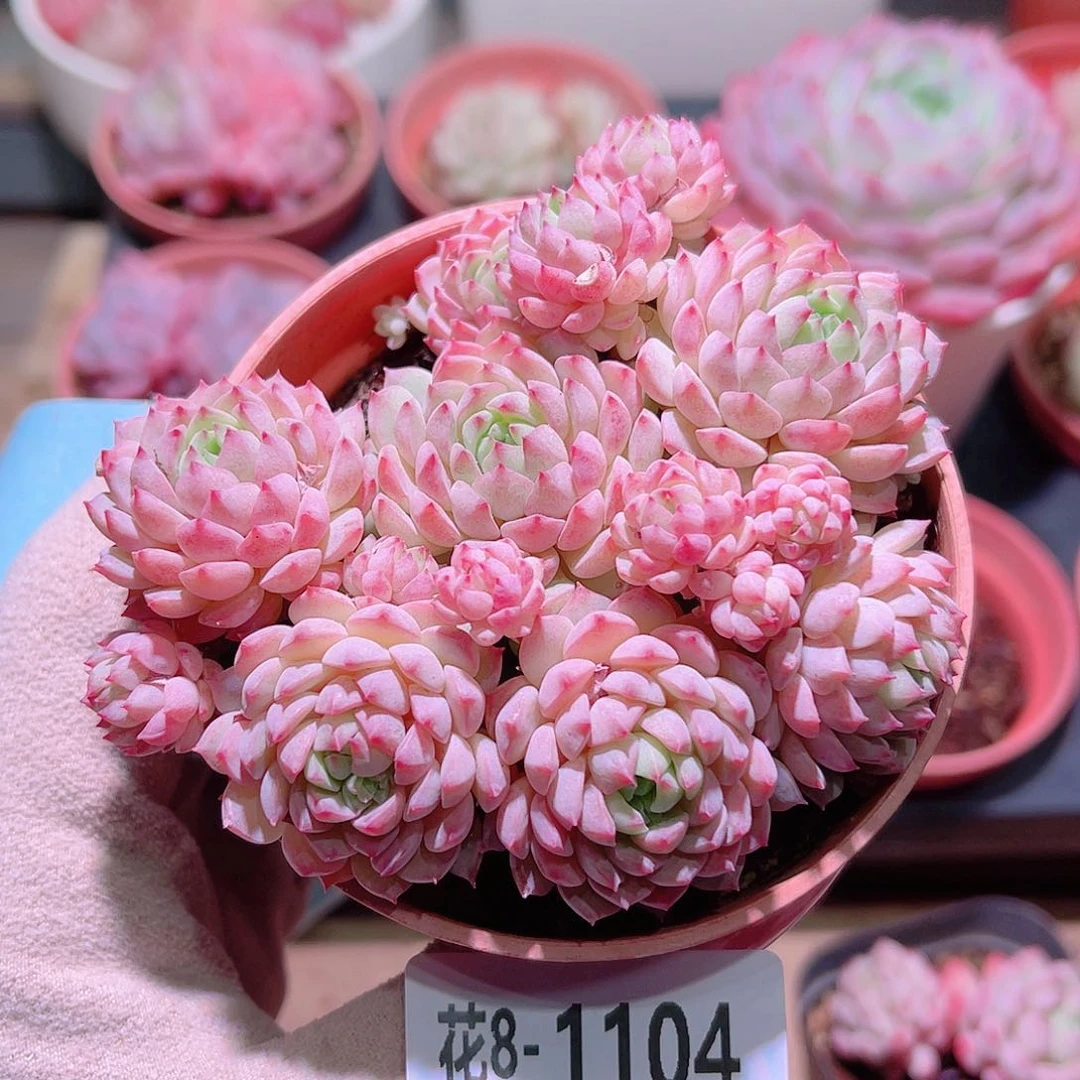 花利美8-1104小粉莓