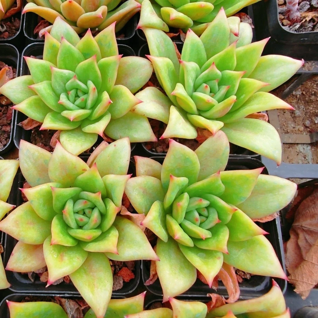 【满 9.9 包邮】蔷薇玛利亚 多肉植物净化空气简单好养适合新手