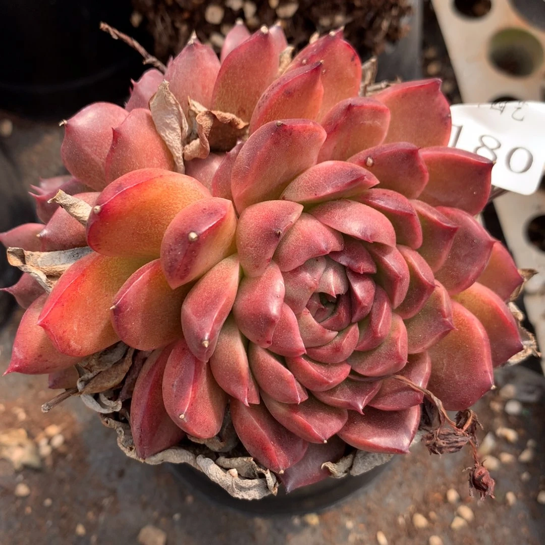 7180新年快乐发发发