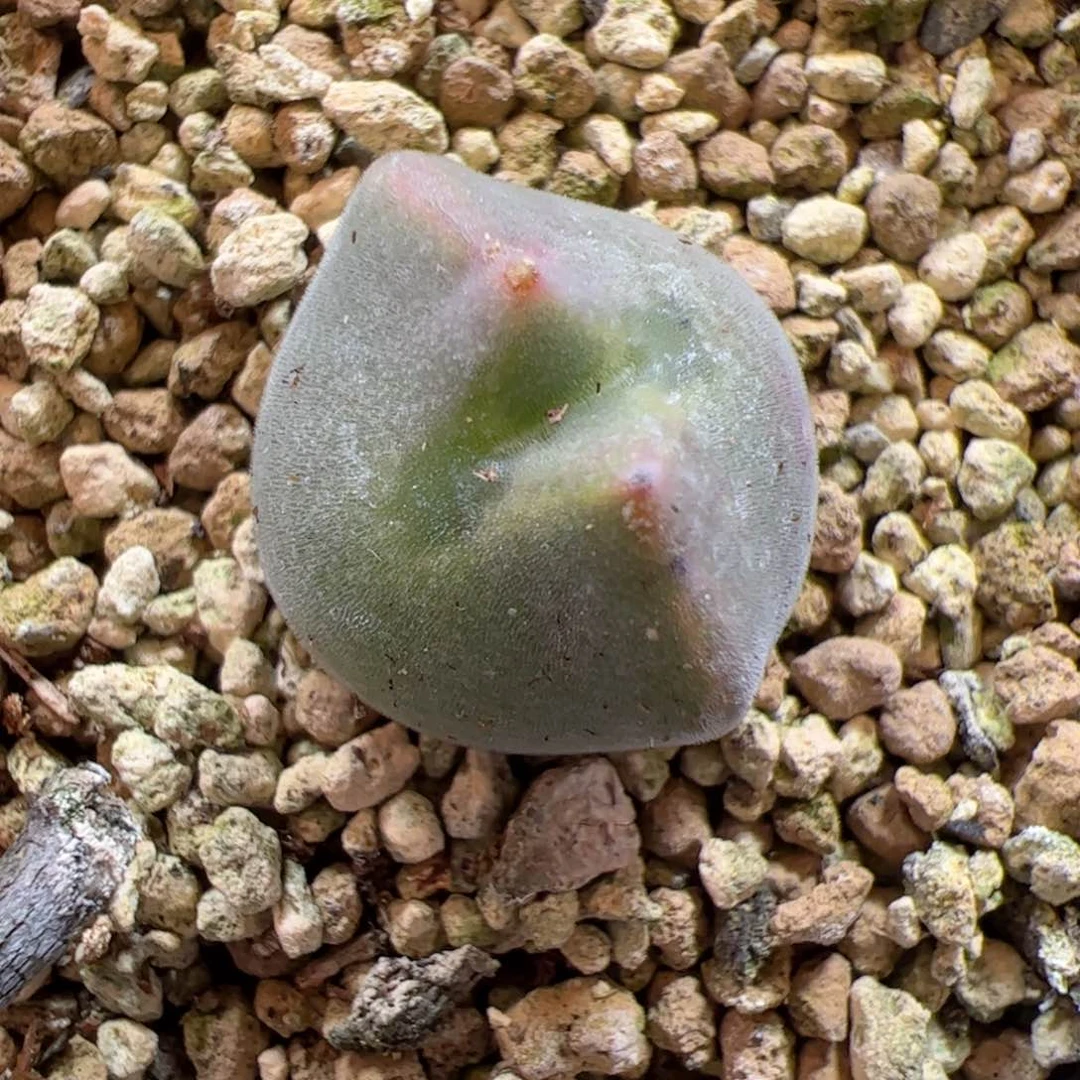 【闪购商品】43 空蝉