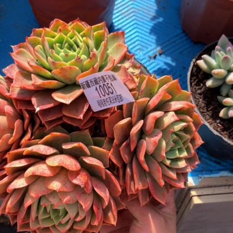 蓝**天贝拉10051多肉