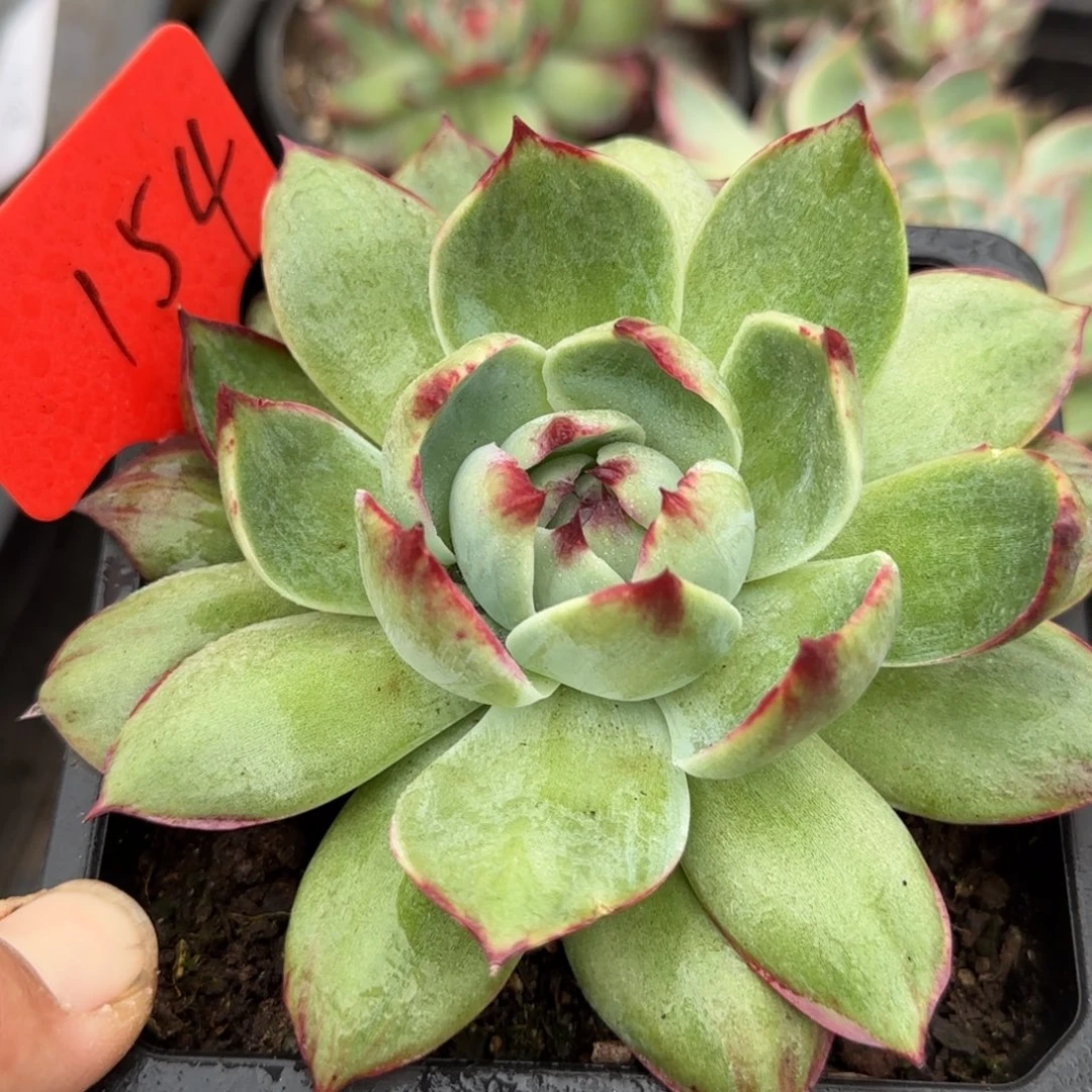 惊鸿一物一拍包装收缩花旱冰鞋154