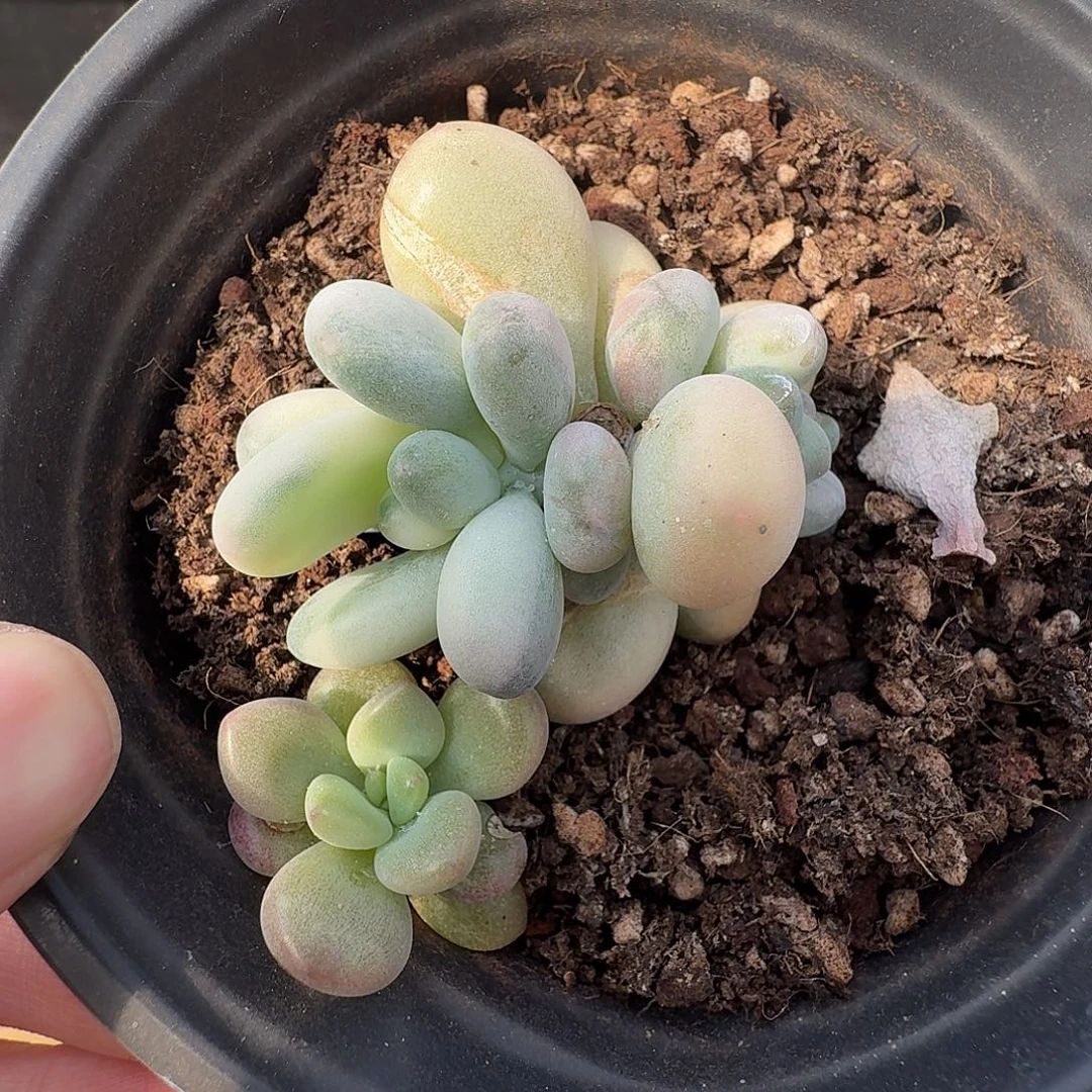 一***鱼美人杂1111127-154