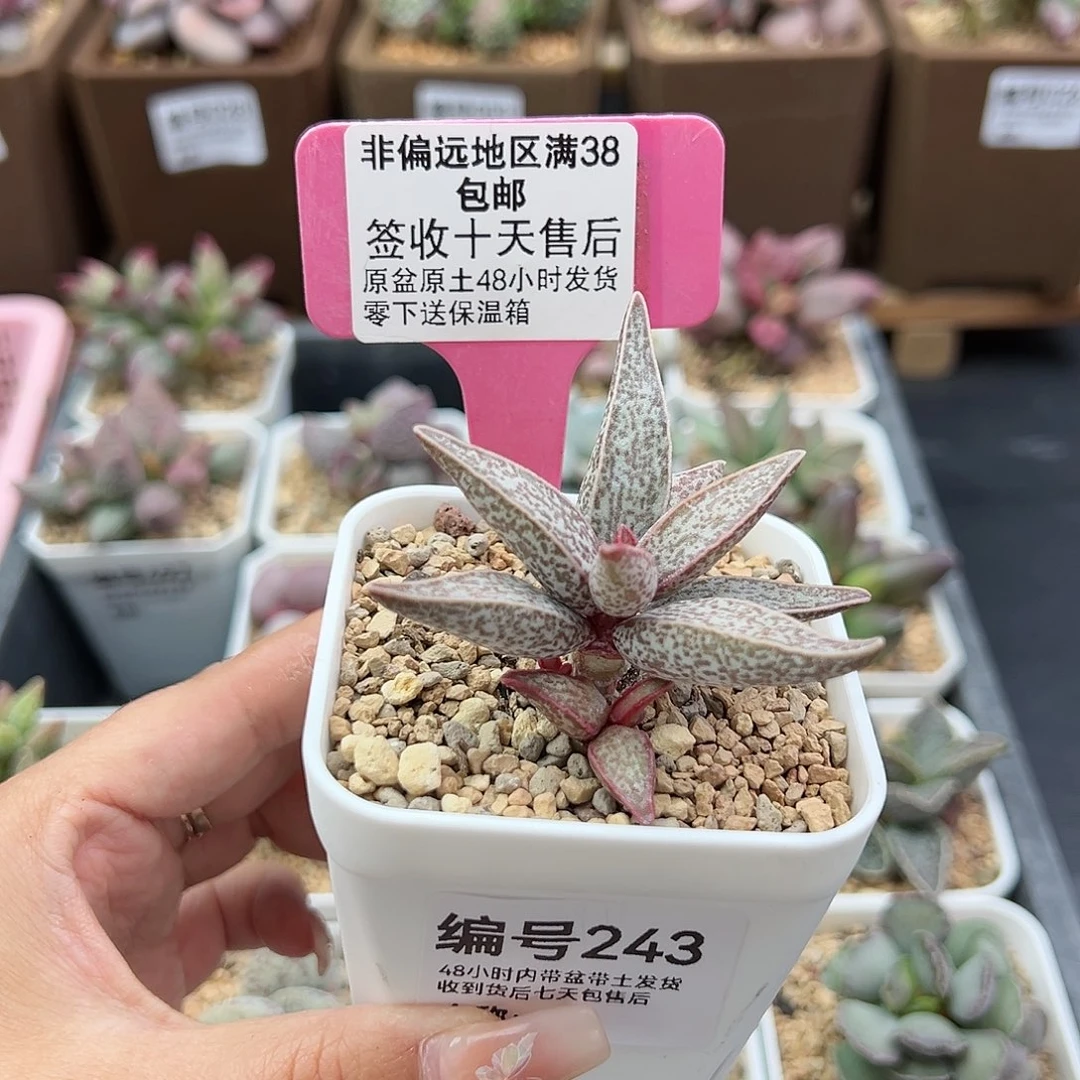 243红太平多肉植物