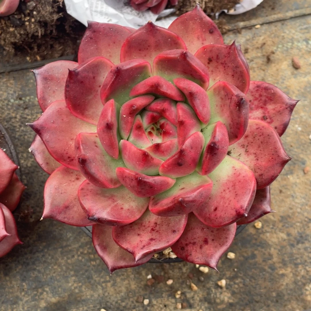 菩萨冠幅15公分一物一拍