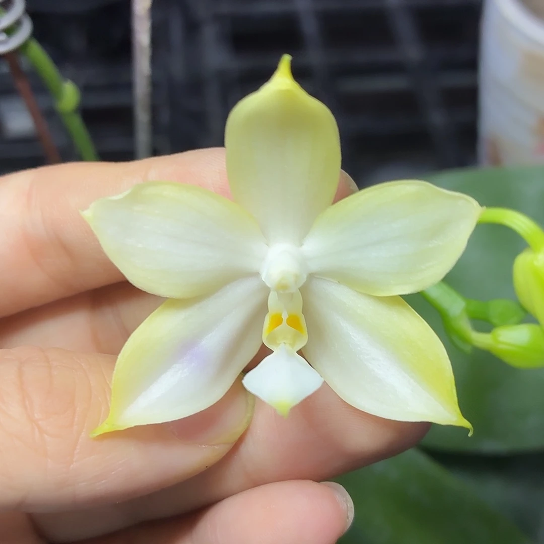 当前无花栽培后可以开花A359yss1181
