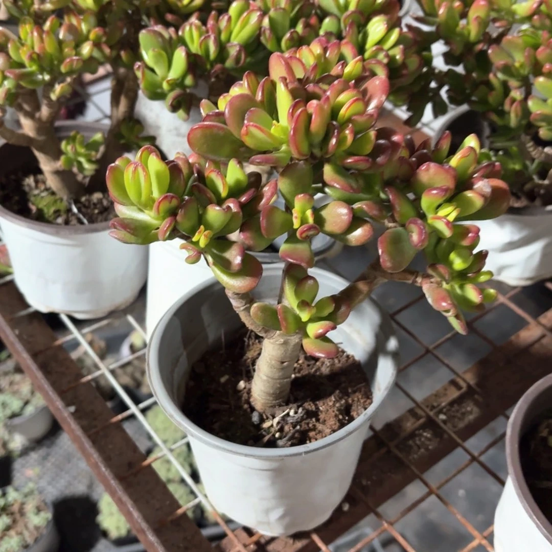 招财猫多肉11㎝盆