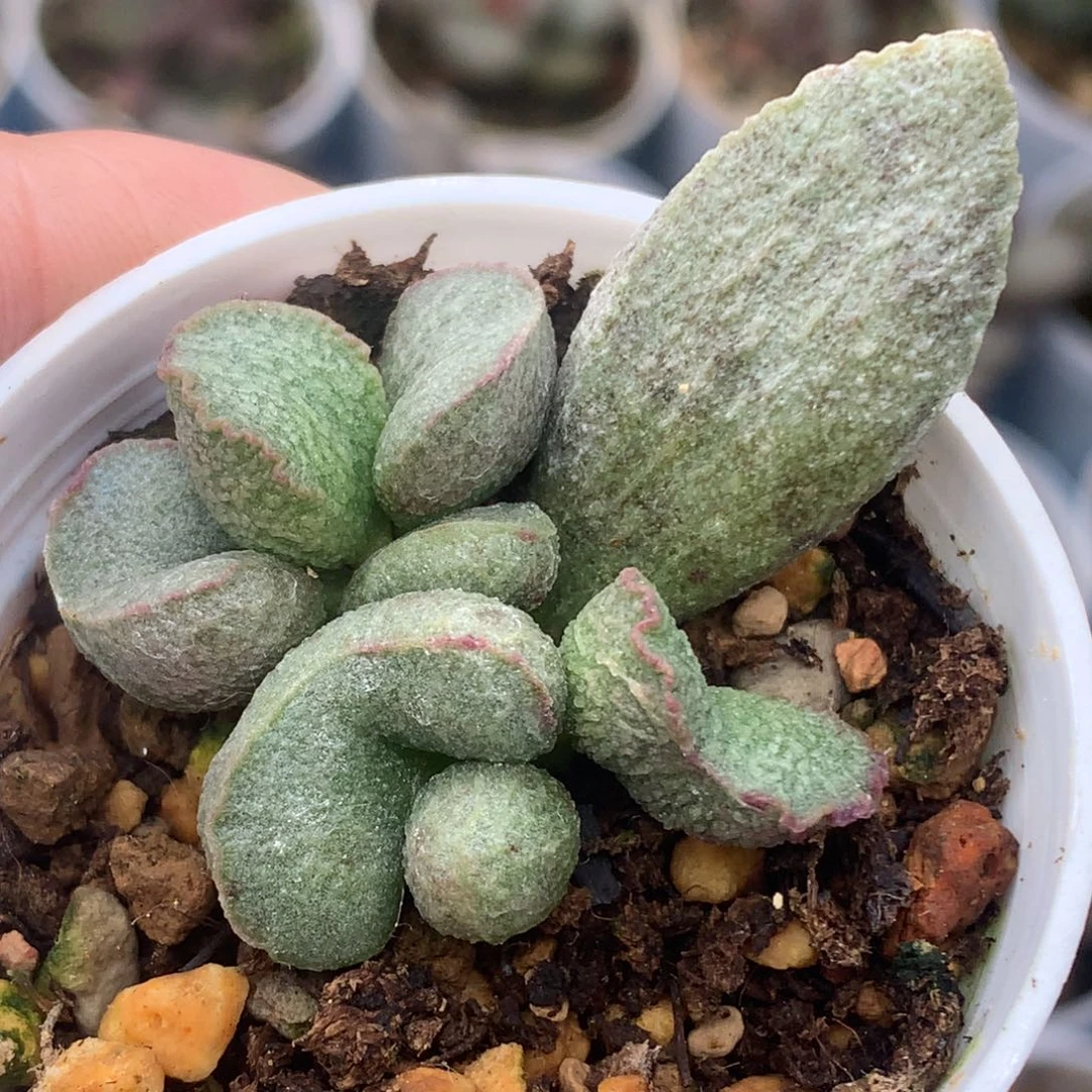 红唇绿宝石一物一拍