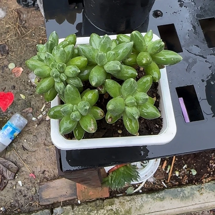 青蛙王子儿童牙膏11