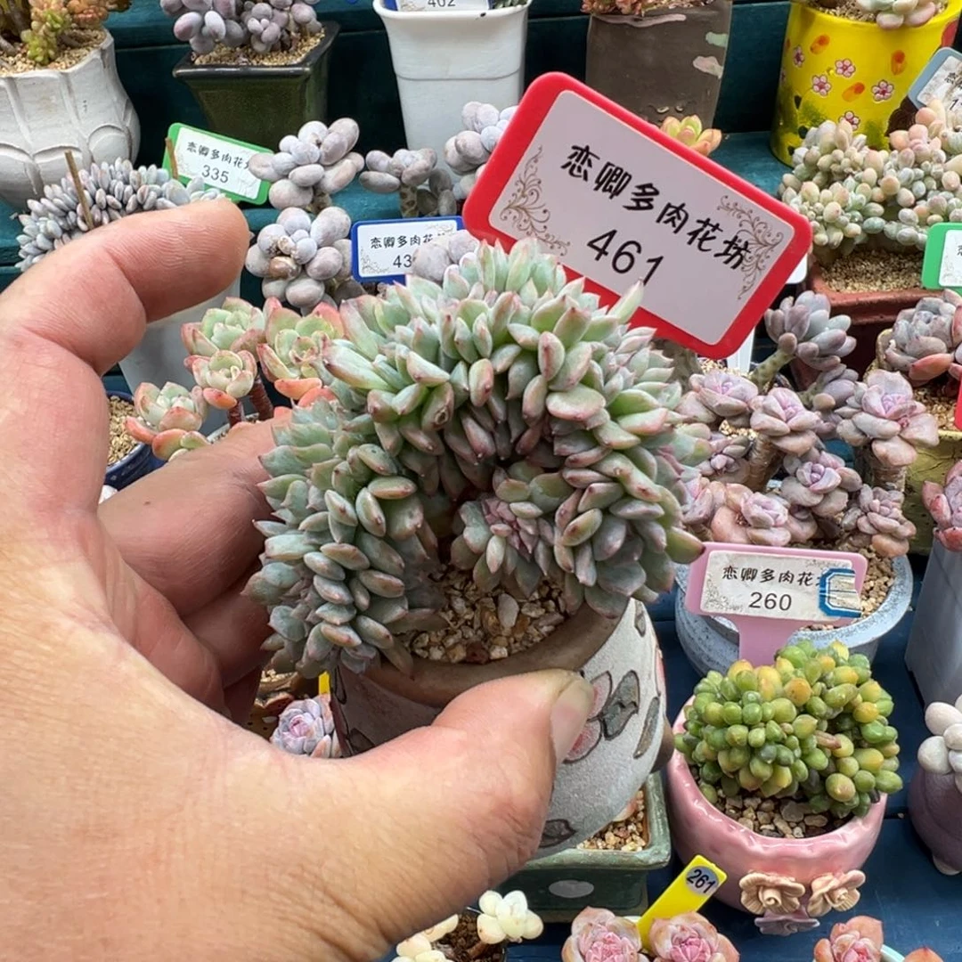 461糖心树缀老桩无砍