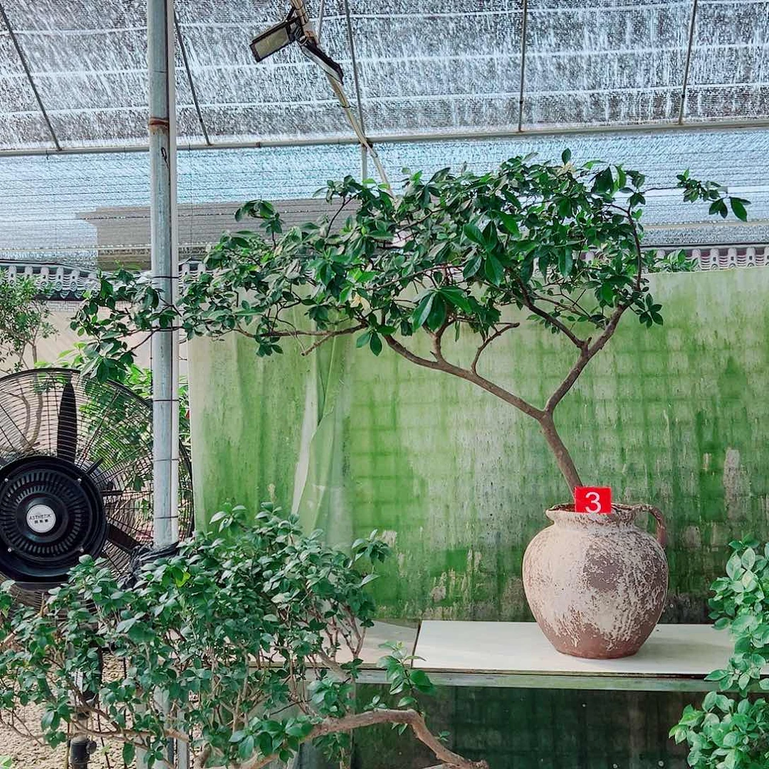 无花朵海岛栀子花一物一拍