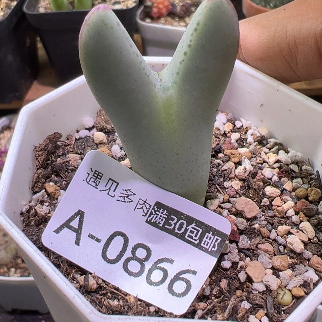 多肉植物111111111111